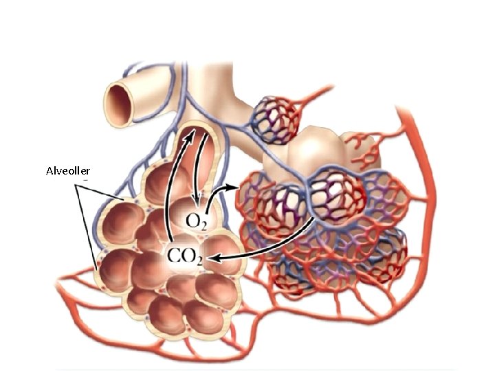 Alveoller 