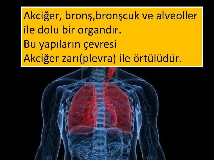 Akciğer, bronşcuk ve alveoller ile dolu bir organdır. Bu yapıların çevresi Akciğer zarı(plevra) ile