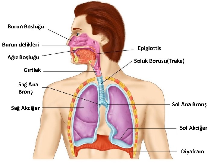 Burun Boşluğu Burun delikleri Ağız Boşluğu Epiglottis Soluk Borusu(Trake) Gırtlak Sağ Ana Bronş Sağ