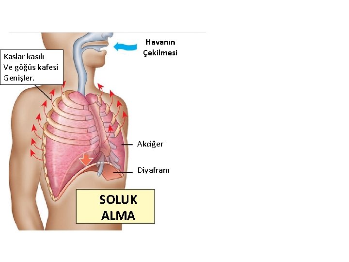 Havanın Çekilmesi Kaslar kasılı Ve göğüs kafesi Genişler. Havanın İtilmesi Kaslar gevşer Ve göğüs