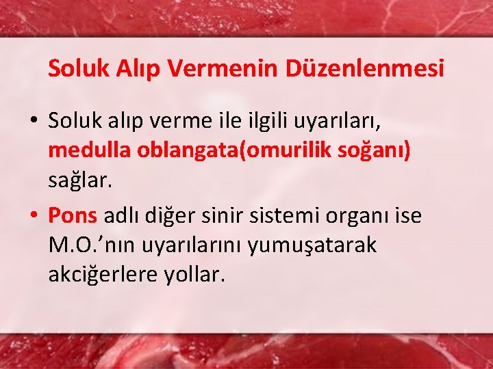 Soluk Alıp Vermenin Düzenlenmesi • Soluk alıp verme ilgili uyarıları, medulla oblangata(omurilik soğanı) sağlar.