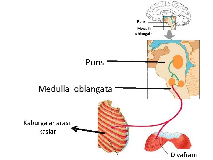 Pons Medulla oblangata Kaburgalar arası kaslar Diyafram 