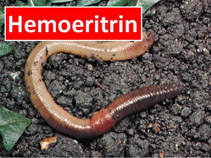 Hemoeritrin 