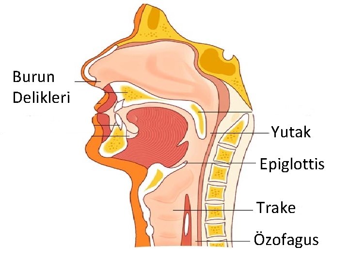 Burun Delikleri Yutak Epiglottis Trake Özofagus 