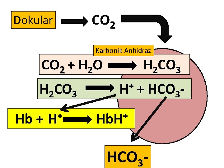 Dokular CO 2 Karbonik Anhidraz CO 2 + H 2 O H 2 CO