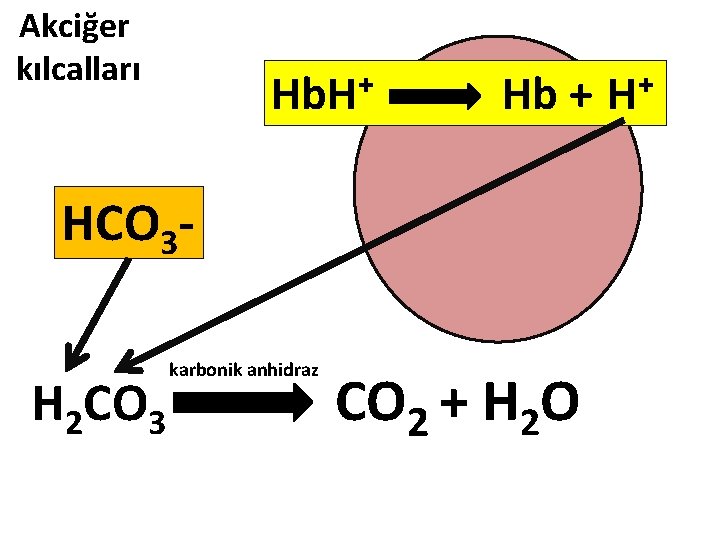 Akciğer kılcalları + Hb. H Hb + HCO 3 H 2 CO 3 karbonik