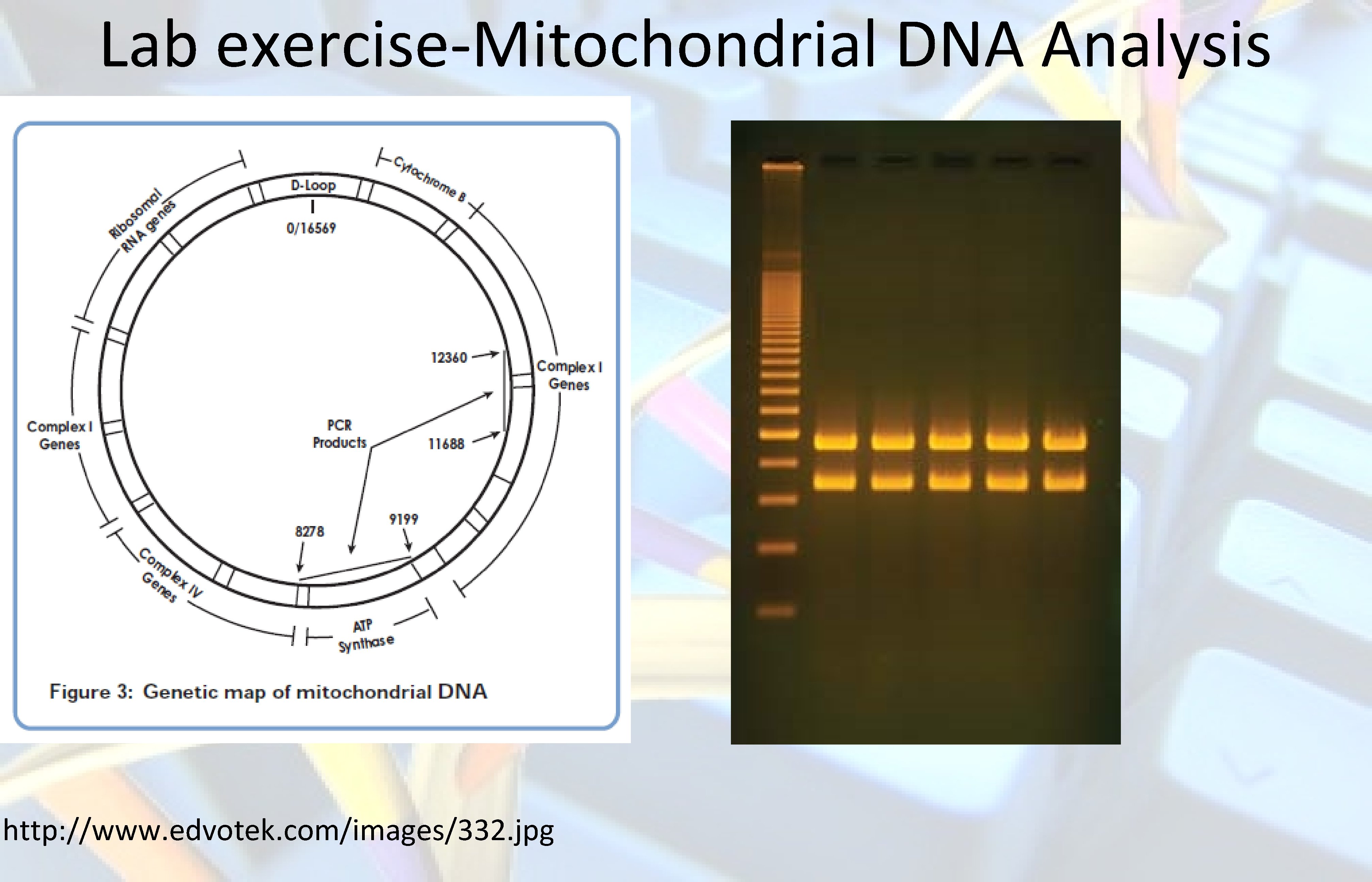 Lab exercise-Mitochondrial DNA Analysis http: //www. edvotek. com/images/332. jpg 