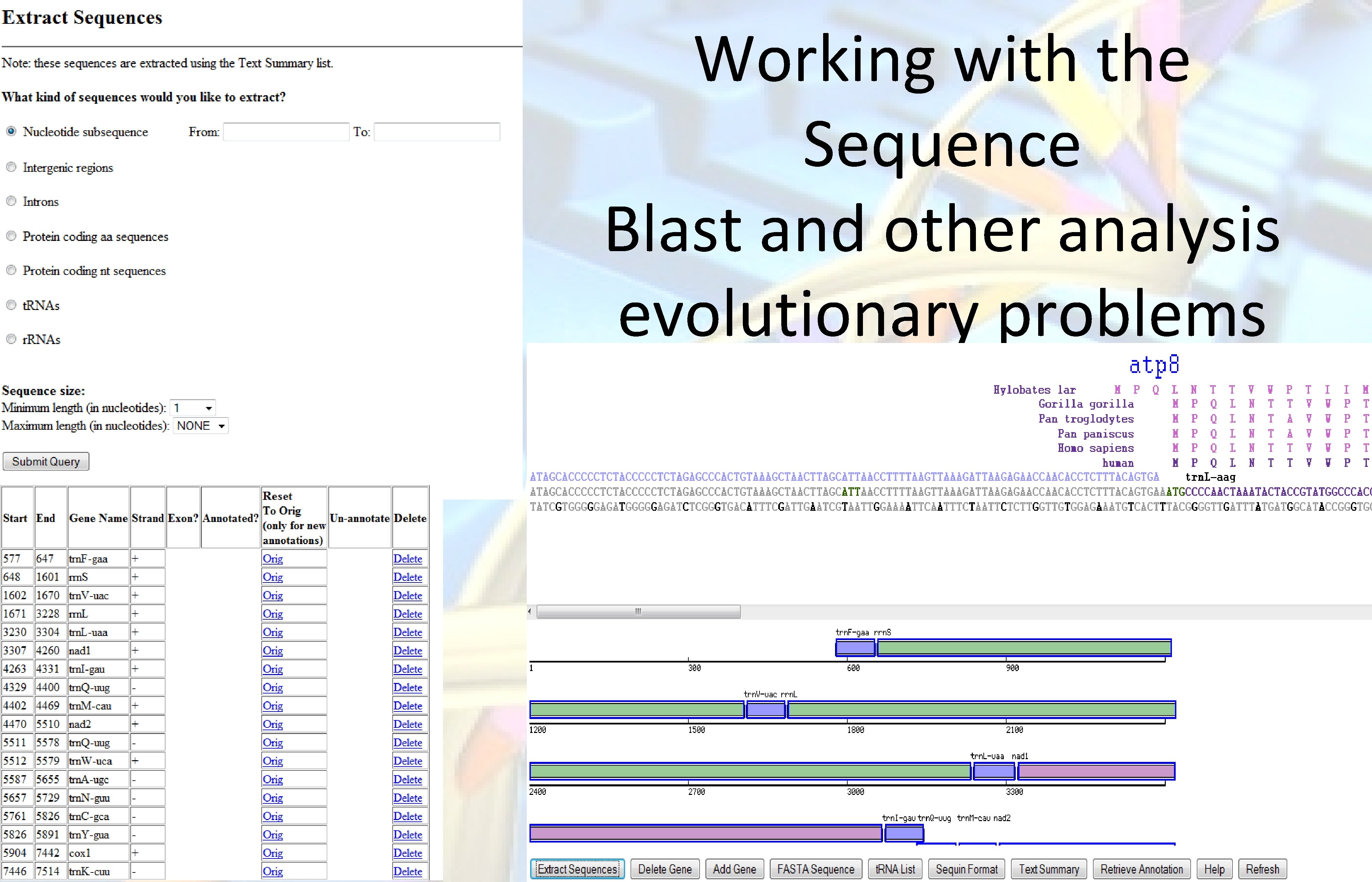 Working with the Sequence Blast and other analysis evolutionary problems 