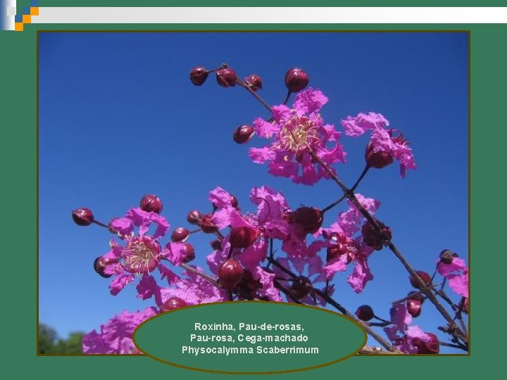 Roxinha, Pau-de-rosas, Pau-rosa, Cega-machado Physocalymma Scaberrimum 