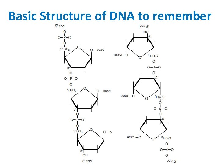 Basic Structure of DNA to remember 