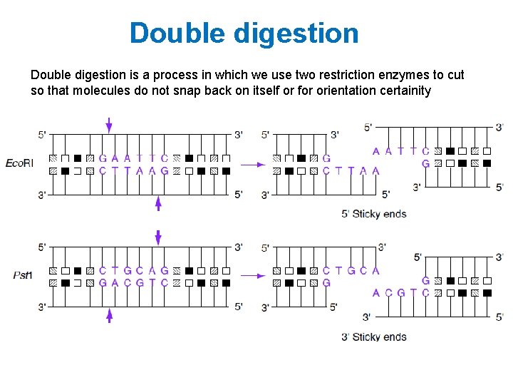 Double digestion is a process in which we use two restriction enzymes to cut