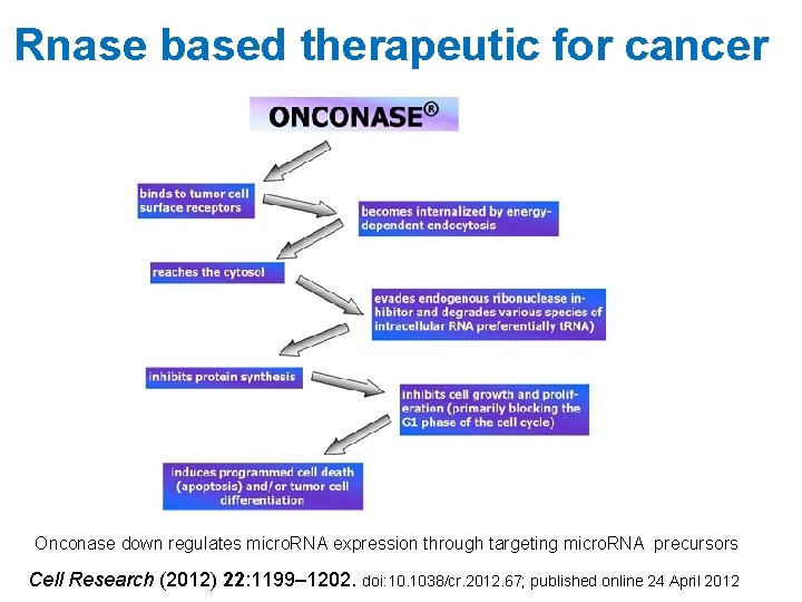 Rnase based therapeutic for cancer Onconase down regulates micro. RNA expression through targeting micro.