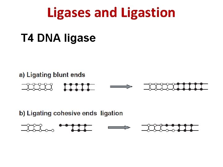 Ligases and Ligastion T 4 DNA ligase 