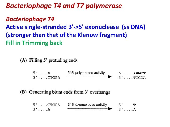 Bacteriophage T 4 and T 7 polymerase Bacteriophage T 4 Active single-stranded 3'->5' exonuclease