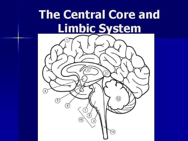 The Central Core and Limbic System 