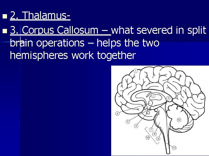 n 2. Thalamusn 3. Corpus Callosum – what severed in split brain operations –