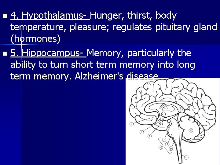 4. Hypothalamus- Hunger, thirst, body temperature, pleasure; regulates pituitary gland (hormones) n 5. Hippocampus-