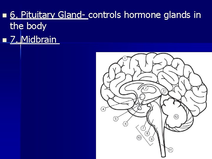 6. Pituitary Gland- controls hormone glands in the body n 7. Midbrain n 