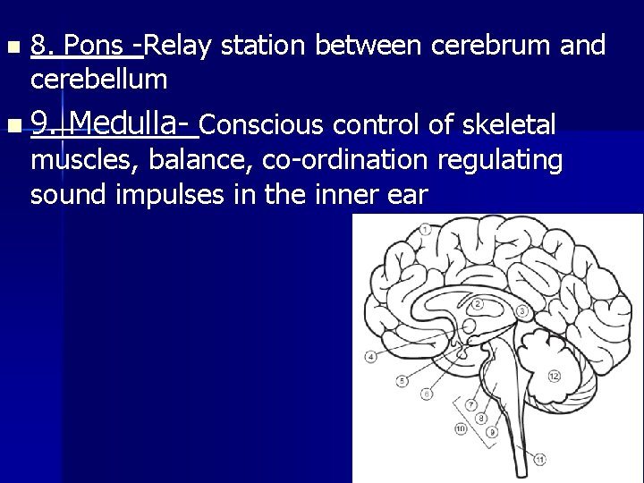 n 8. Pons -Relay station between cerebrum and cerebellum n 9. Medulla- Conscious control