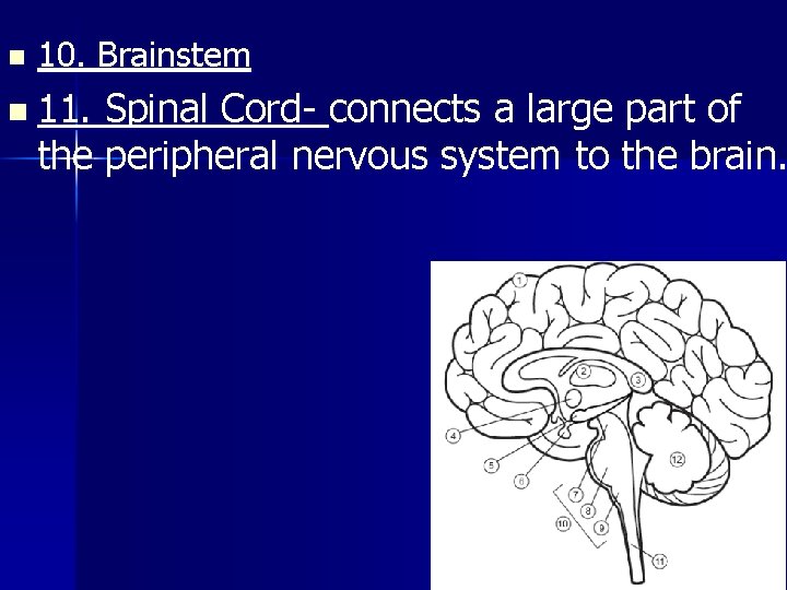 n 10. Brainstem n 11. Spinal Cord- connects a large part of the peripheral