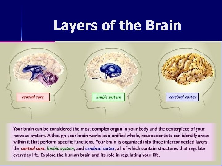 Layers of the Brain 