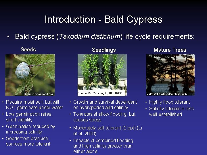 Introduction - Bald Cypress • Bald cypress (Taxodium distichum) life cycle requirements: Seeds Source: