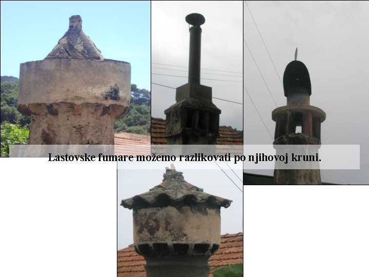 Lastovske fumare možemo razlikovati po njihovoj kruni. 