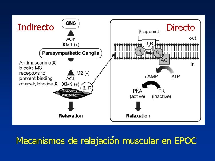 Indirecto Directo Mecanismos de relajación muscular en EPOC 