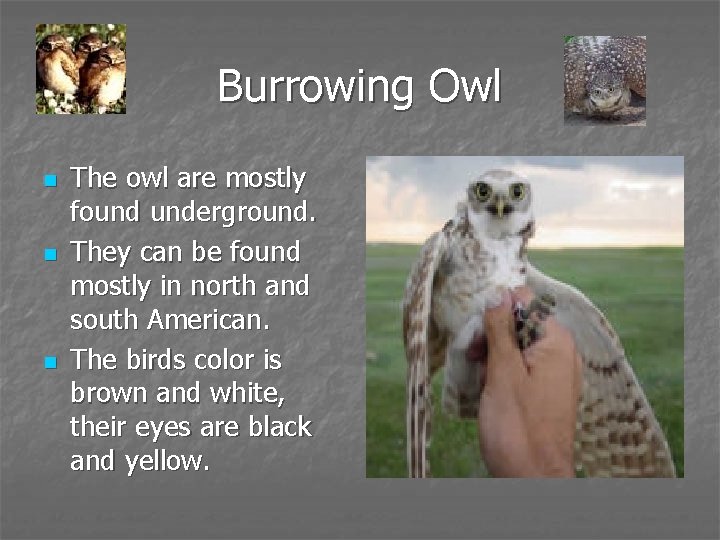 Burrowing Owl n n n The owl are mostly found underground. They can be