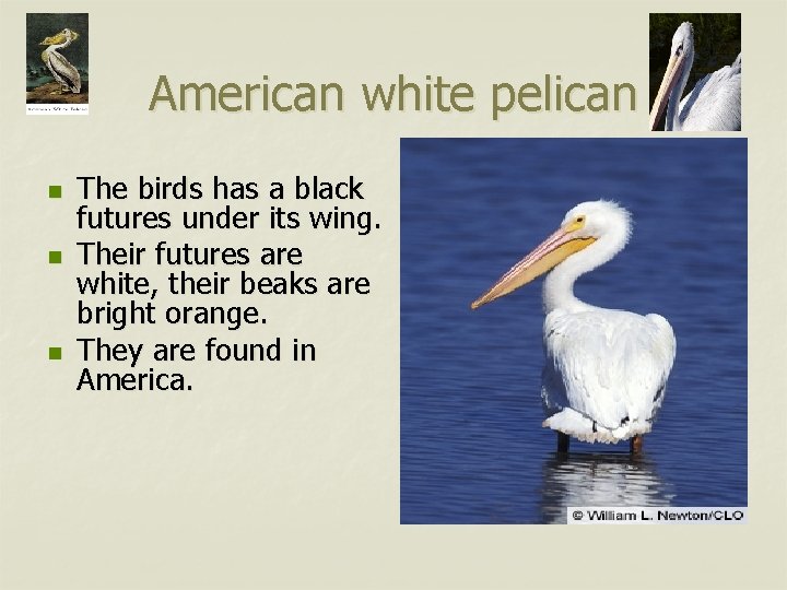 American white pelican n The birds has a black futures under its wing. Their