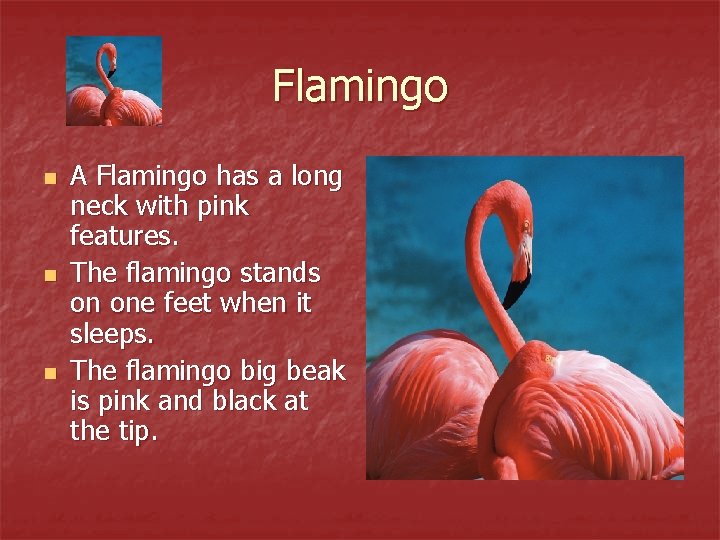 Flamingo n n n A Flamingo has a long neck with pink features. The