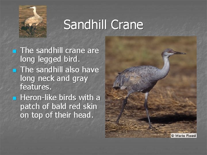 Sandhill Crane n n n The sandhill crane are long legged bird. The sandhill