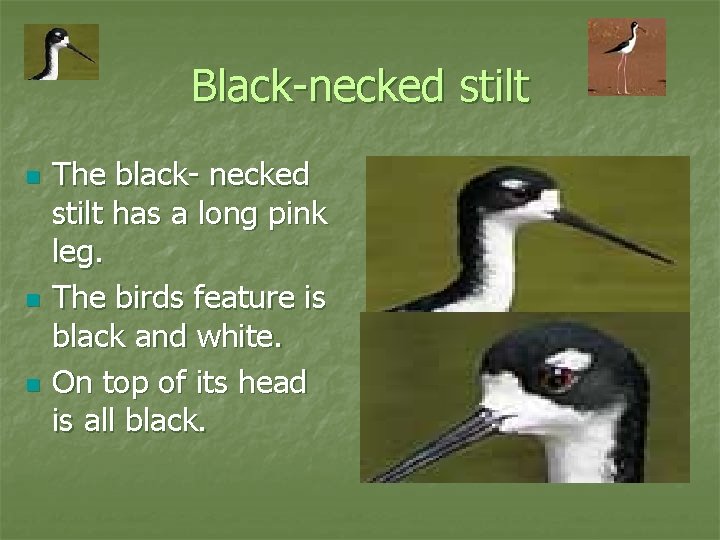 Black-necked stilt n n n The black- necked stilt has a long pink leg.