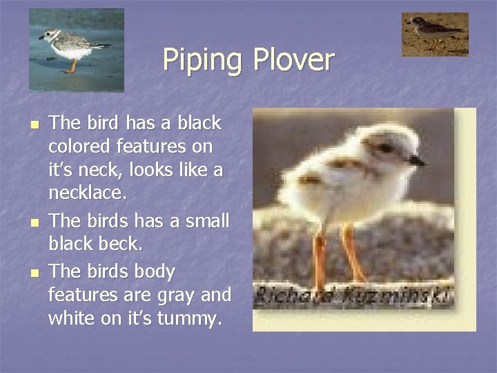Piping Plover n n n The bird has a black colored features on it’s