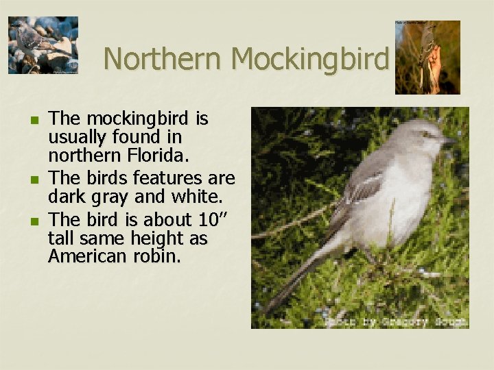 Northern Mockingbird n n n The mockingbird is usually found in northern Florida. The