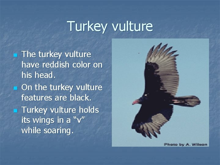 Turkey vulture n n n The turkey vulture have reddish color on his head.