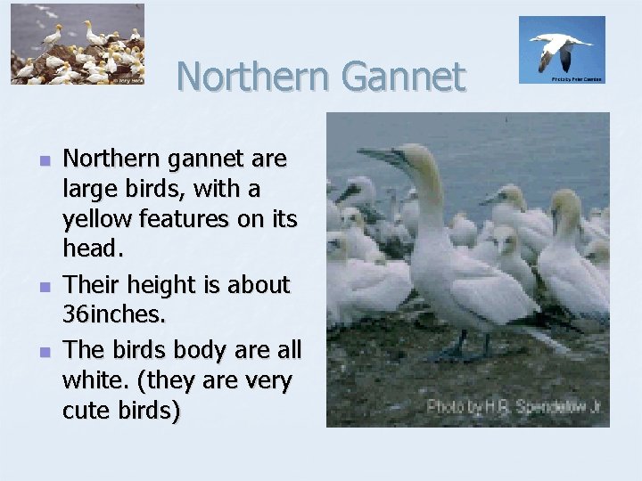 Northern Gannet n n n Northern gannet are large birds, with a yellow features