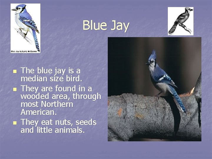Blue Jay n n n The blue jay is a median size bird. They
