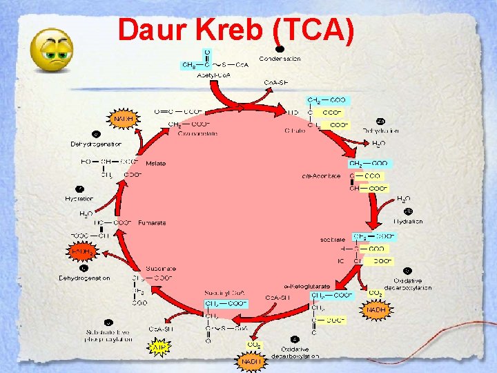 Daur Kreb (TCA) 