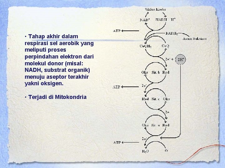  • Tahap akhir dalam respirasi sel aerobik yang meliputi proses perpindahan elektron dari