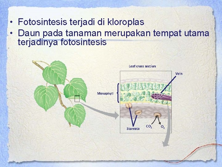  • Fotosintesis terjadi di kloroplas • Daun pada tanaman merupakan tempat utama terjadinya