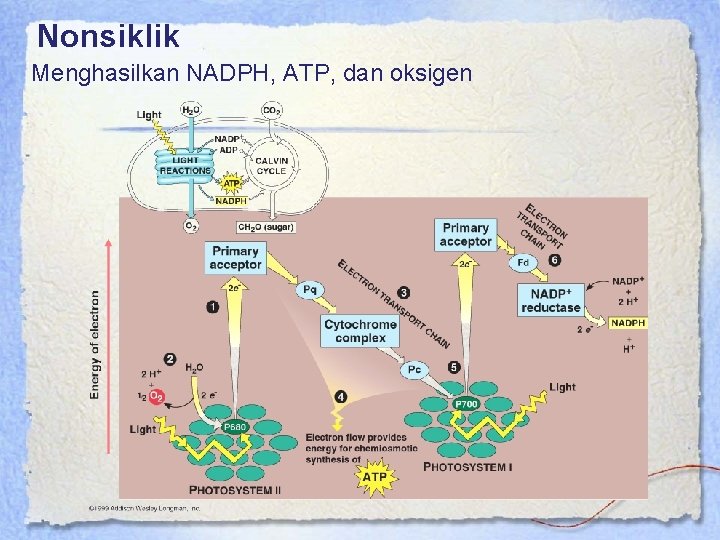 Nonsiklik Menghasilkan NADPH, ATP, dan oksigen 