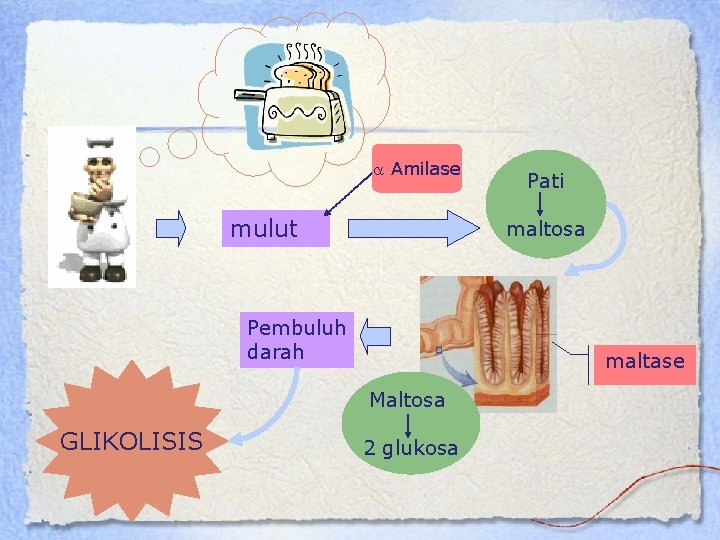  Amilase mulut maltosa Pembuluh darah maltase Maltosa GLIKOLISIS Pati 2 glukosa 