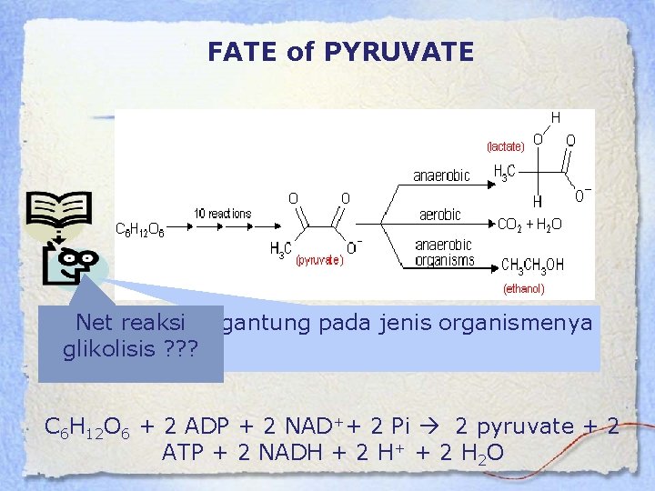 FATE of PYRUVATE Net reaksi Sangat tergantung pada jenis organismenya glikolisis ? ? ?