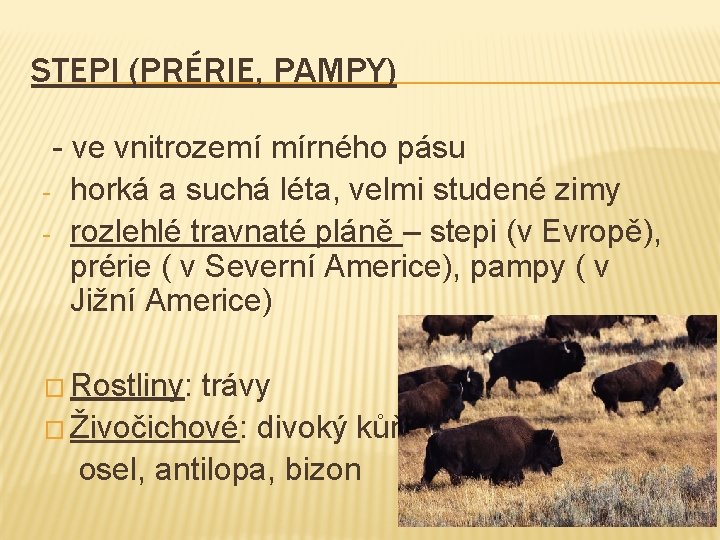 STEPI (PRÉRIE, PAMPY) - ve vnitrozemí mírného pásu - horká a suchá léta, velmi