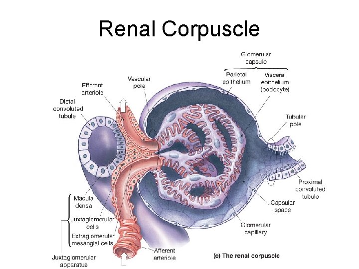 Renal Corpuscle 