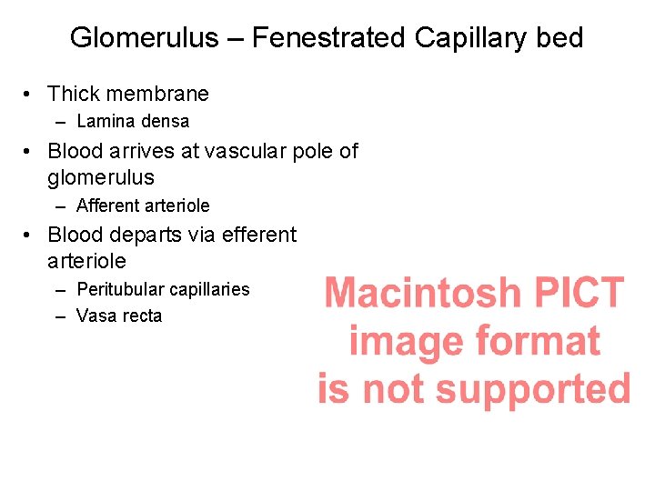 Glomerulus – Fenestrated Capillary bed • Thick membrane – Lamina densa • Blood arrives