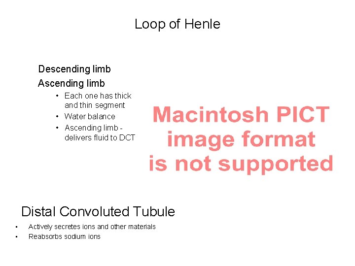 Loop of Henle Descending limb Ascending limb • Each one has thick and thin