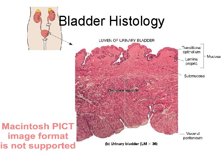 Bladder Histology 