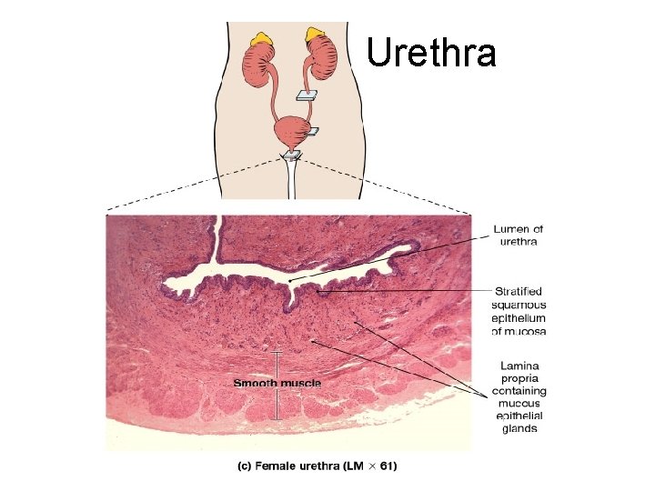 Urethra 
